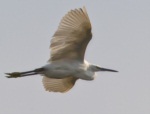 Egret sp.